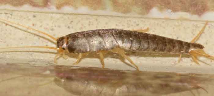 Silverfish Control Whites Valley